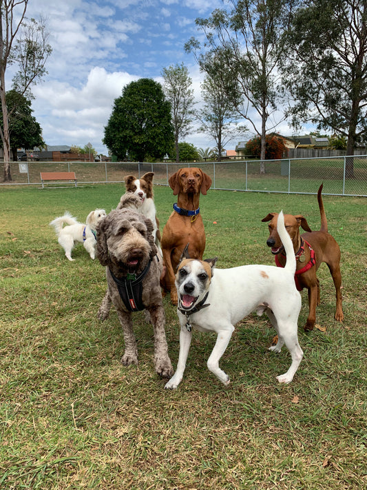 Dog Daycare