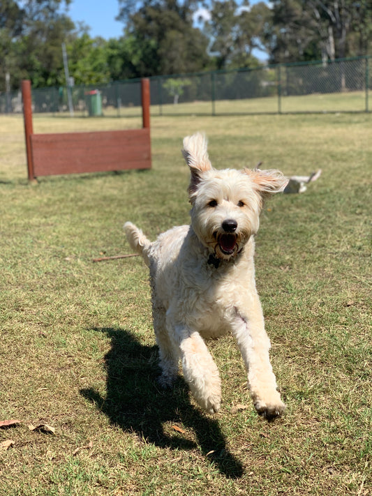 Dog Daycare